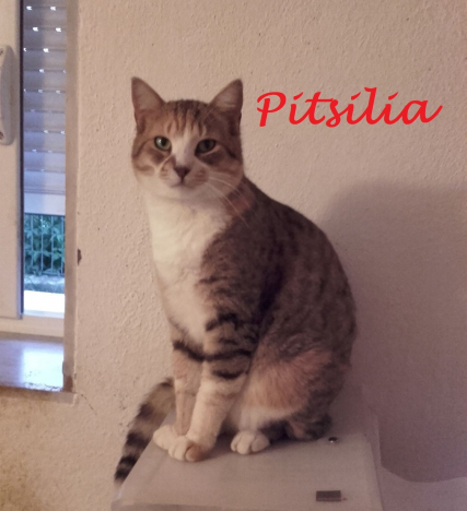 ❤ Pitsilia ❤ - ca. 5 Jahre Konstantinos/Komotoni